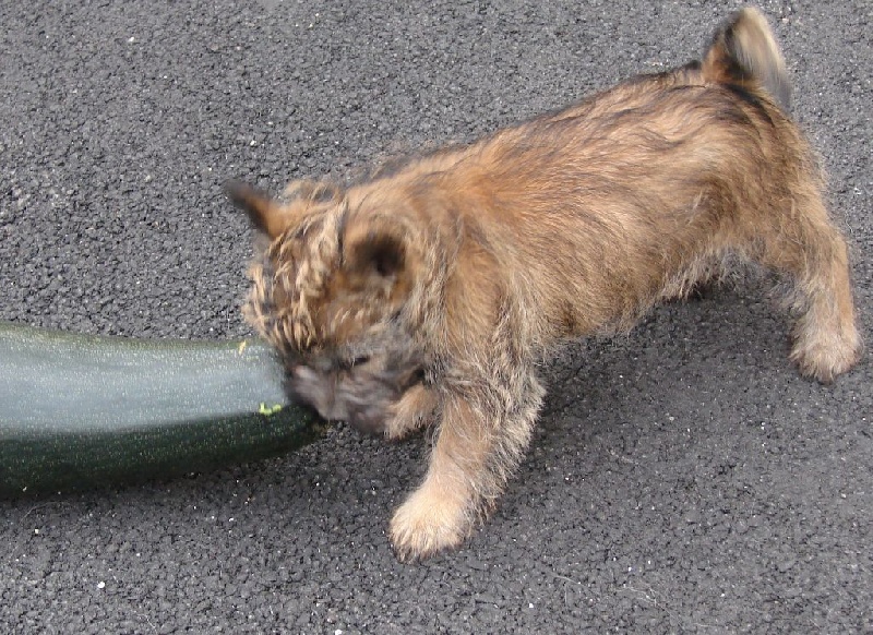 chiot Cairn Terrier Jeannine Folliot